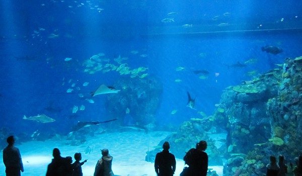 blue water aquarium